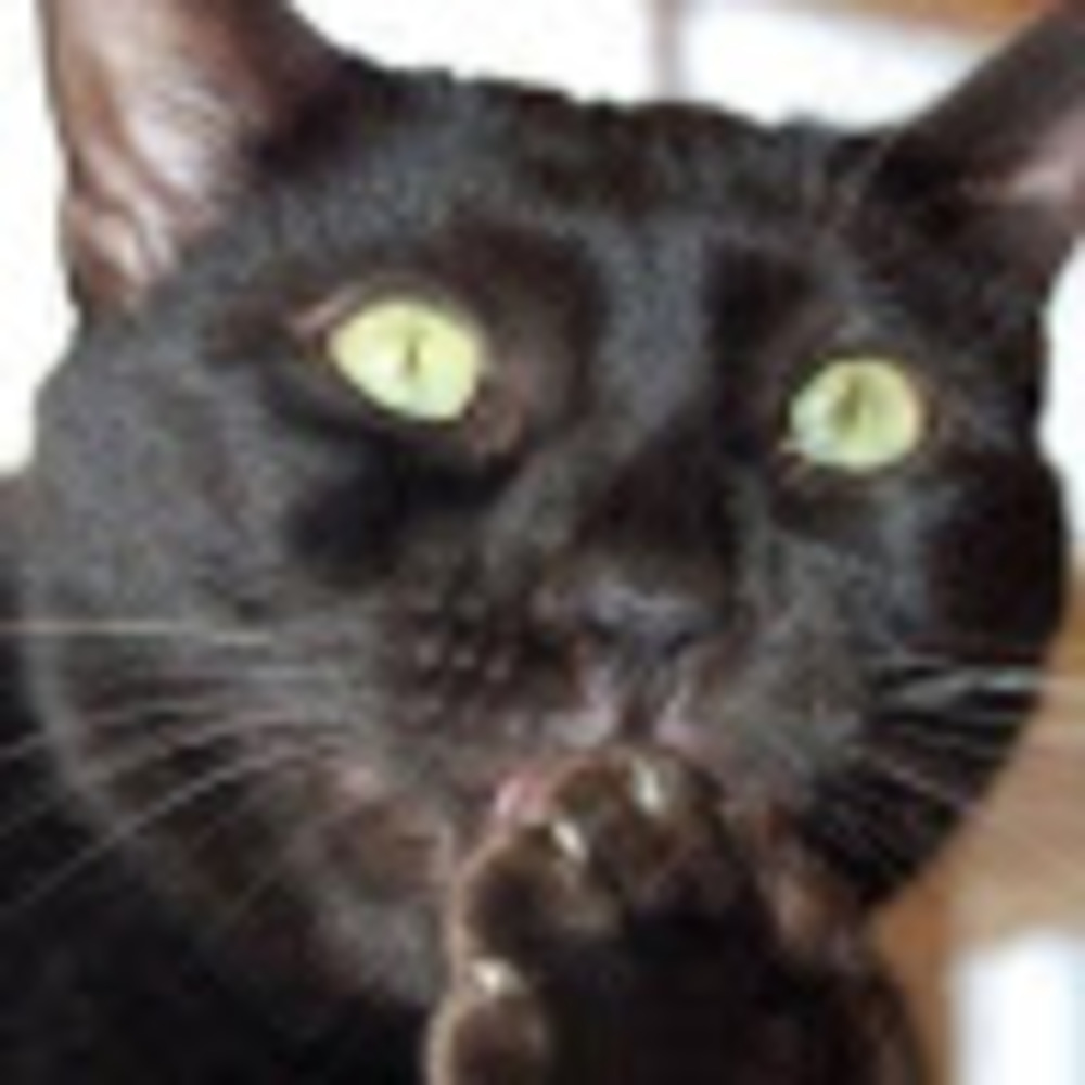 Meet your Posher, Holly